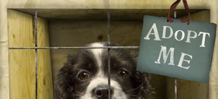 fout toediening Probleem Een hond adopteren - Hondencentrum