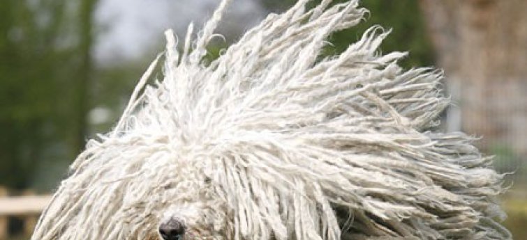 Haarverlies honden Hondencentrum