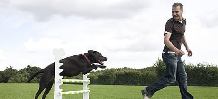 Weven Speciaal Peer Het belang van herhaling tijdens het trainen van de hond - Hondencentrum