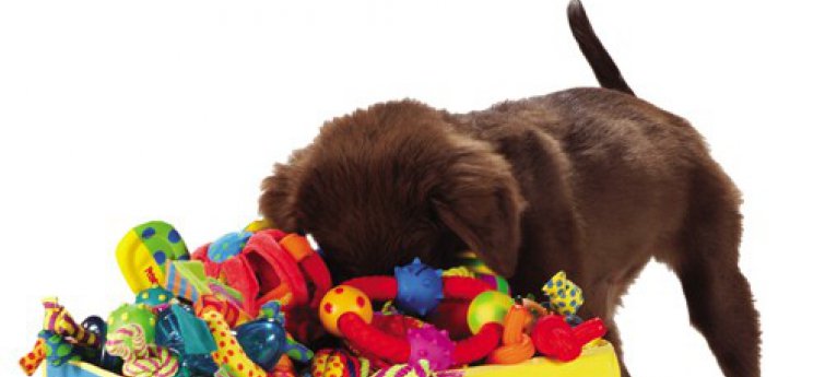 Kinderdag Post Bevestiging Kies het juiste hondenspeelgoed - Hondencentrum