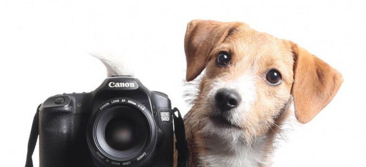 5 tips om spectaculaire foto's van je hond te Hondencentrum