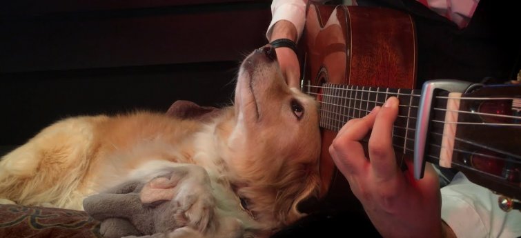 honden van muziek? -