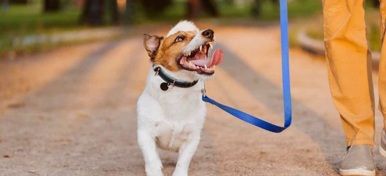 reflecteren vlees wereld Hoe leer je je hond om aan een losse lijn te lopen? - Hondencentrum