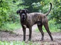 Afbeelding van Cane corso