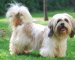 Afbeelding van Lhasa Apso