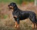 Afbeelding van Rottweiler