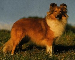 Sheltie - Shetland Sheepdog