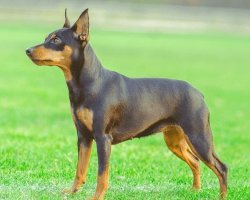 Dwergpinscher