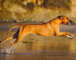 Rhodesian Ridgeback