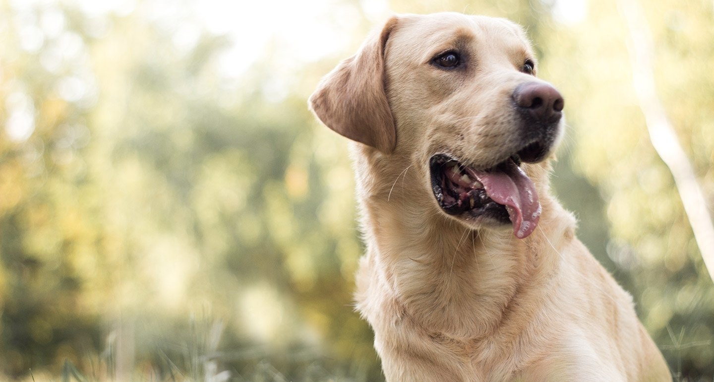 Zichtbaar gegevens Bezem De labrador: Wat te doen op de eerste dag - Hondencentrum